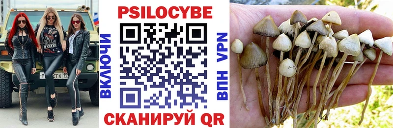 Галлюциногенные грибы Psilocybe  Таганрог 