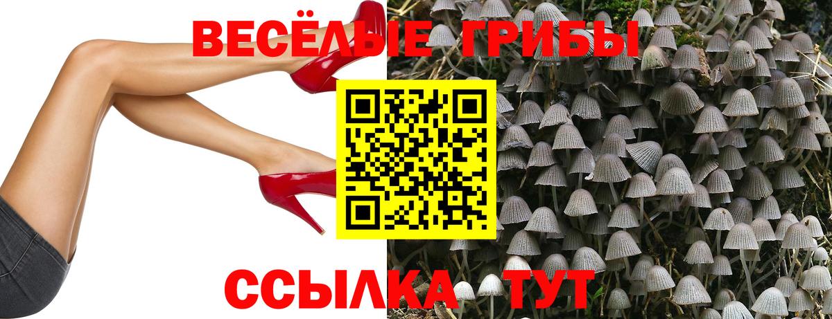 Галлюциногенные грибы Psilocybine cubensis Таганрог